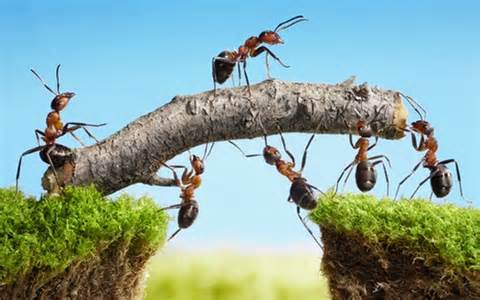 Ants team work